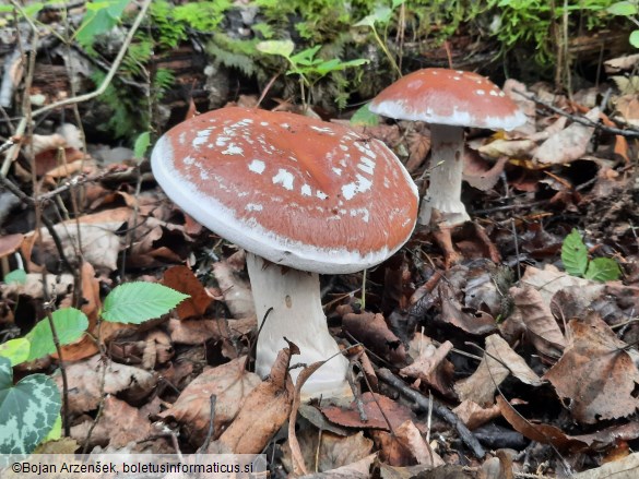 Cortinarius praestans