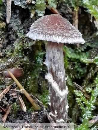 Cortinarius flexipes