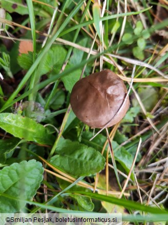 Chroogomphus rutilus