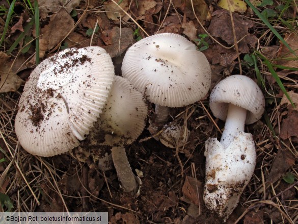 Amanita vaginata