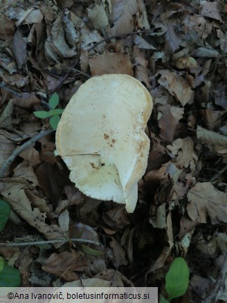 Lactarius piperatus