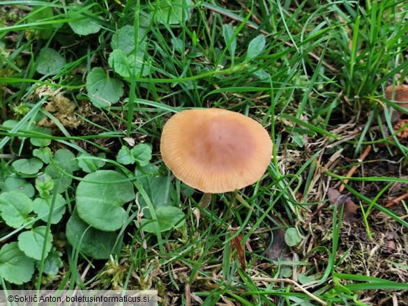 Agrocybe arvalis
