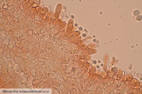 Callistosporium elaeodes