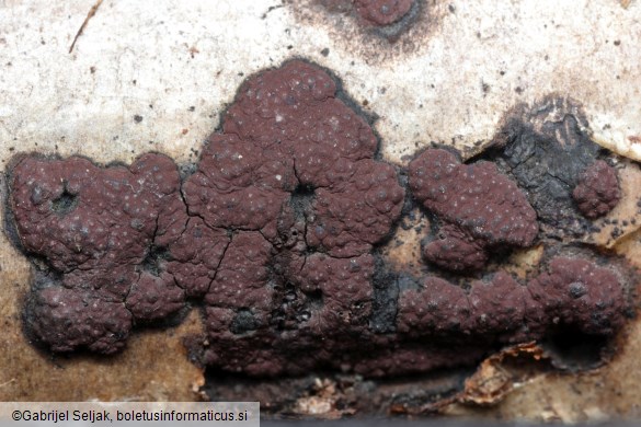 Hypoxylon fuscum