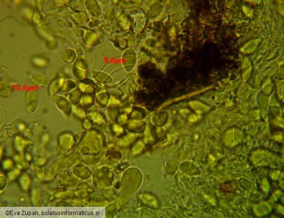 Tulasnella pallida