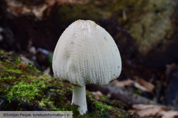 Coprinellus domesticus