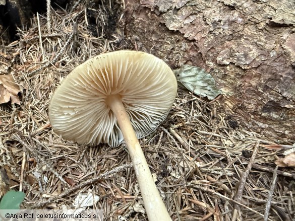 Hymenopellis radicata