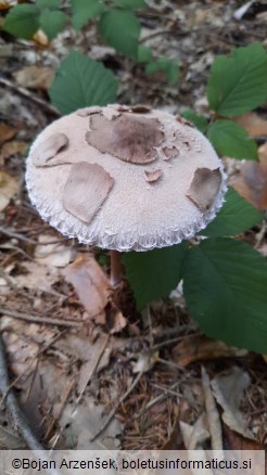 Macrolepiota konradii