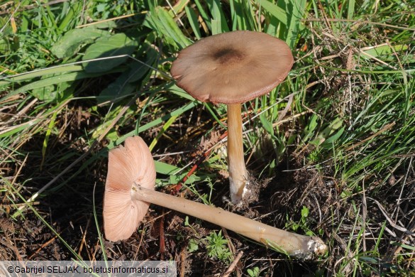 Volvopluteus gloiocephalus