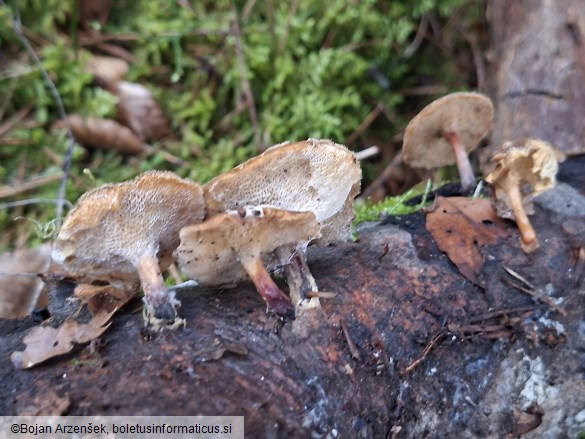 Lentinus brumalis