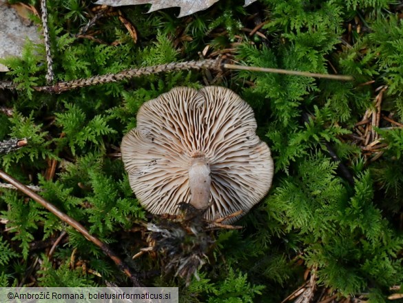 Rhizocybe pruinosa