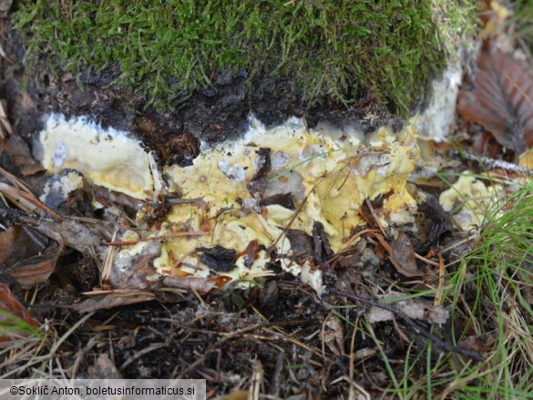 Trichoderma citrinum