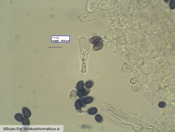 Typhrasa gossypina