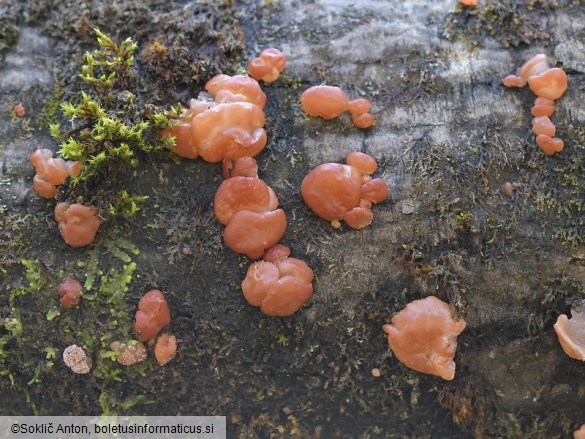 Ditangium cerasi