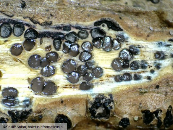 Diaporthe oncostoma