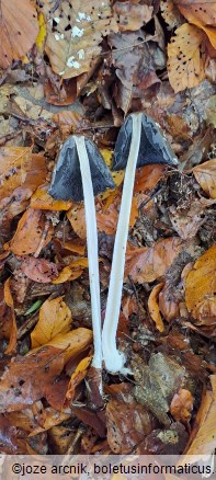 Coprinopsis picacea