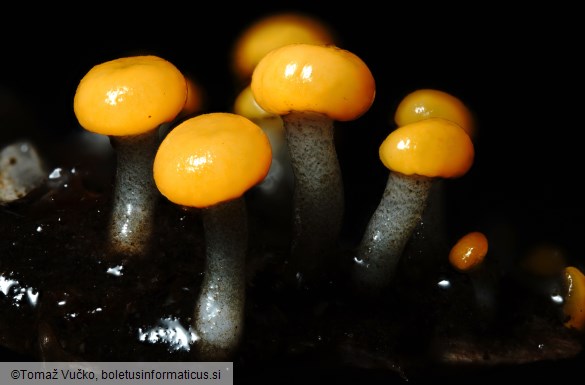 Vibrissea truncorum