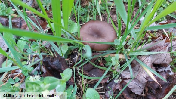 Entoloma sericeum