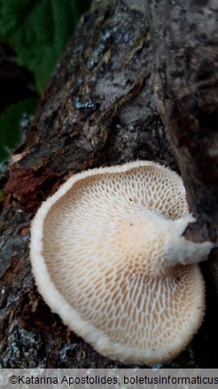 Neofavolus alveolaris