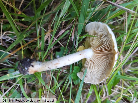 Pholiota lenta