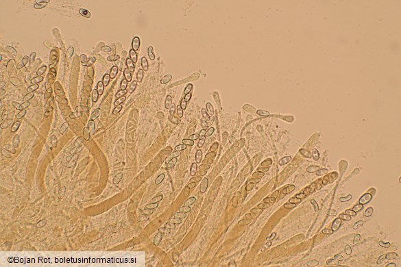 Otidea concinna