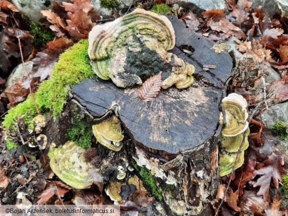 Trametes gibbosa