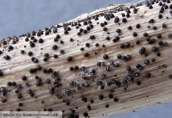 Leptosphaeria acuta