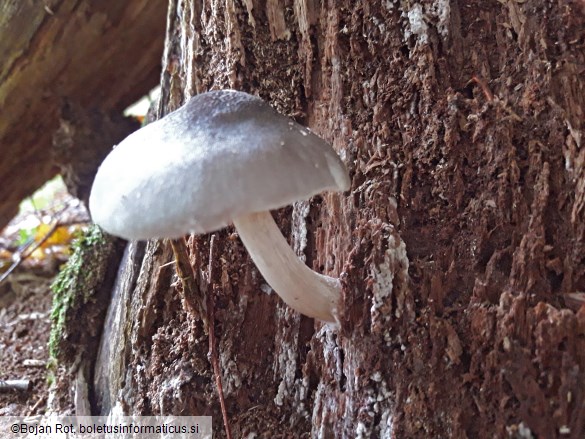 Pluteus salicinus
