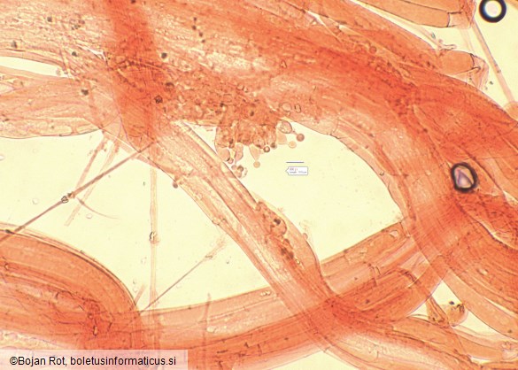 Conocybe alboradicans