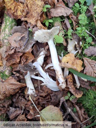 Tricholoma portentosum