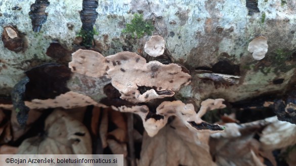 Stereum gausapatum