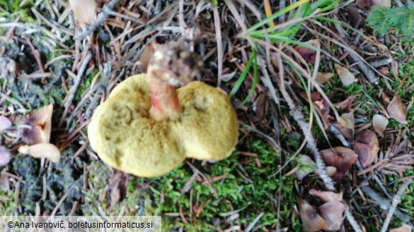 Xerocomellus chrysenteron