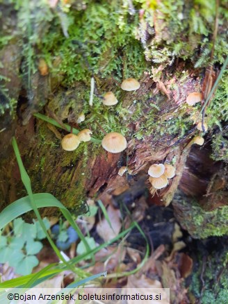 Xeromphalina campanella