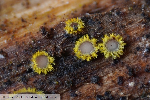 Trichopeziza sulphurea