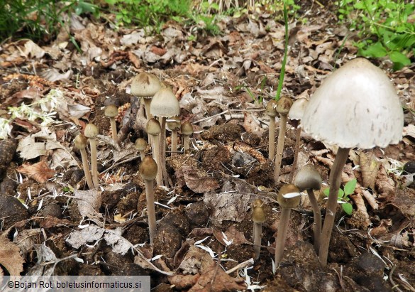 Panaeolus papilionaceus