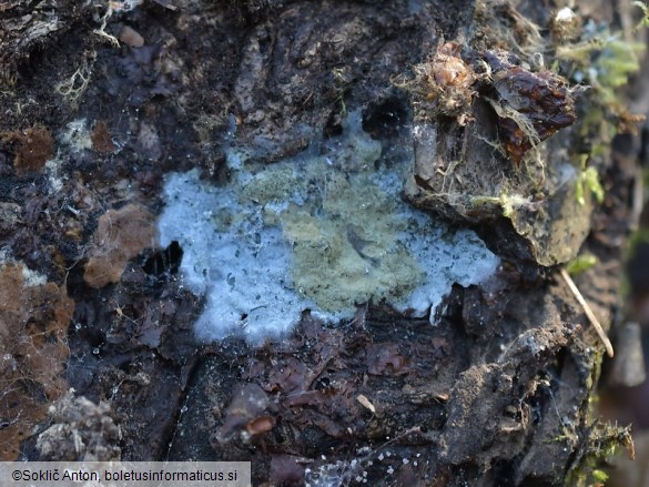 Byssocorticium atrovirens