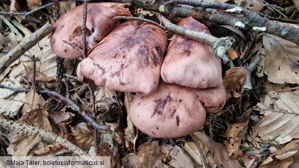 Hygrophorus capreolarius
