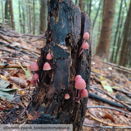 Mycena haematopus
