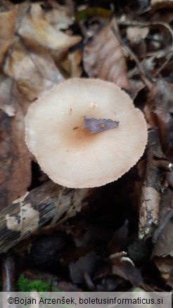 Infundibulicybe gibba
