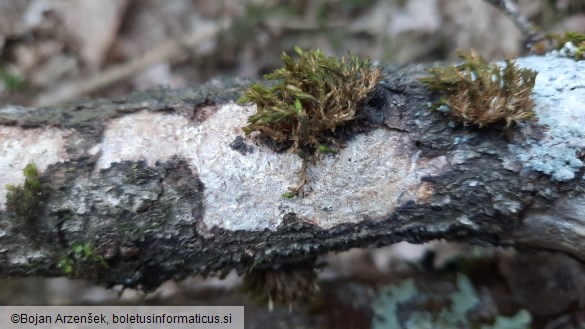 Vuilleminia comedens