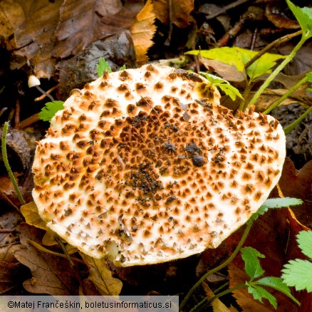 Echinoderma asperum