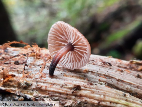 Gymnopus foetidus