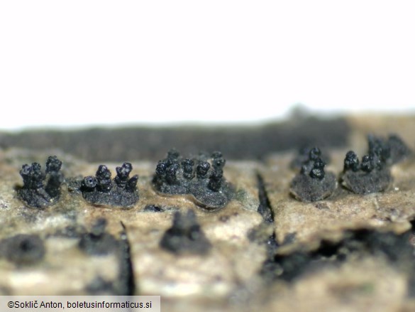 Peroneutypa scoparia