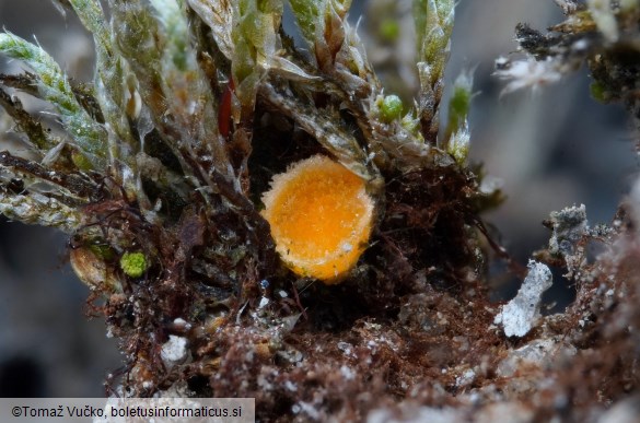 Octospora leucoloma