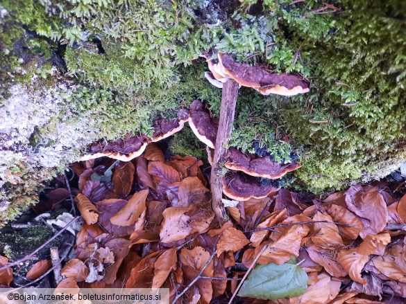 Heterobasidion parviporum