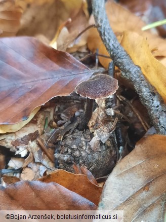 Auriscalpium vulgare