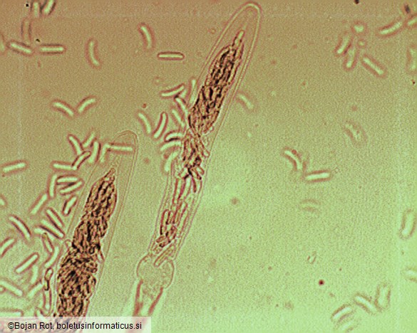 Diatrypella favacea