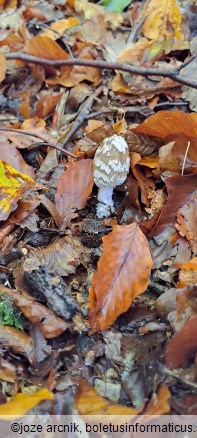 Coprinopsis picacea