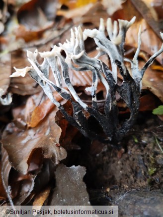 Xylaria hypoxylon