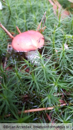 Gomphidius roseus